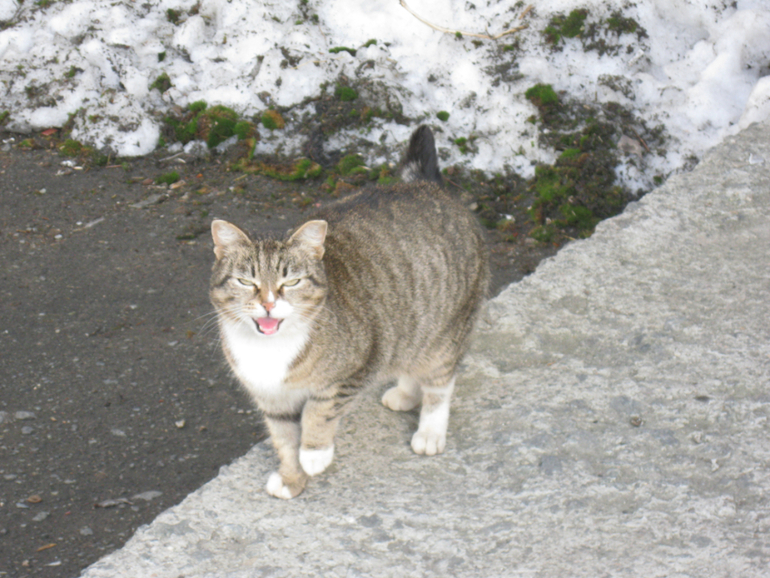 Пофоткала кисок!