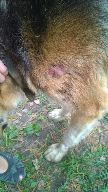 ЦЕНА ЖИЗНИ СОБАКИ - КУРИНЫЕ ЯЙЦА