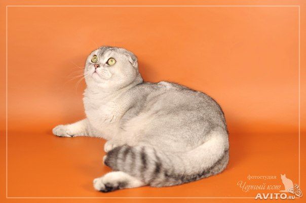 Девочки посоветуйте пожалуйста кота на вязку