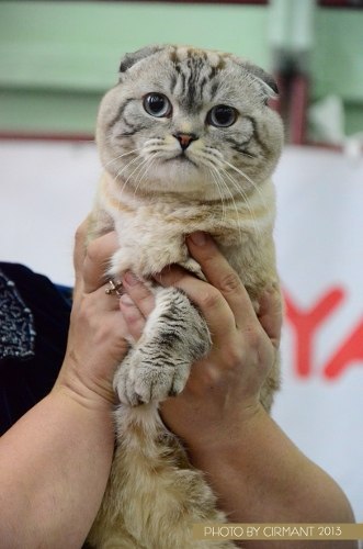 Девочки посоветуйте пожалуйста кота на вязку