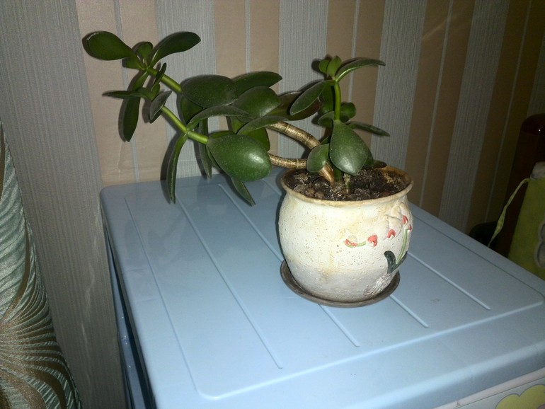 Денежное дерево прогнулось. Как исправить?