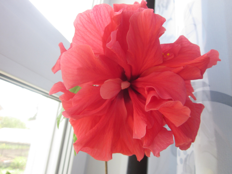 Мои домашние!