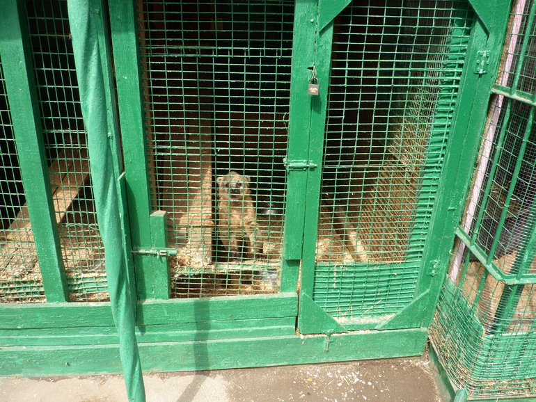 Зверинец на ВЫхино.