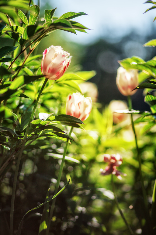 Одуванчиковый мёд