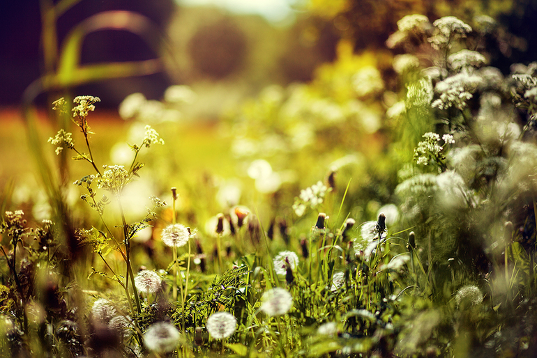 Одуванчиковый мёд