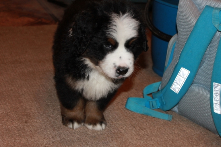 Наш бернослоник!