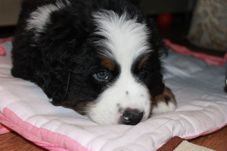 Наш бернослоник!