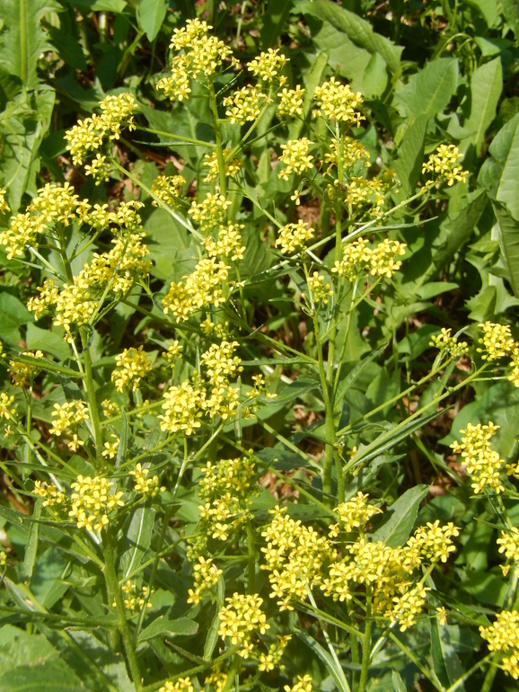 Что за растение? Не вредно ли для здоровья?