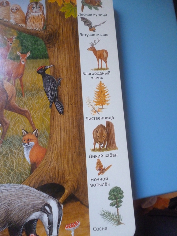 Первые книги малыша. Учим новые слова (бюджетные гляделки, много фото)