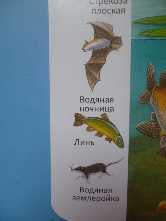 Первые книги малыша. Учим новые слова (бюджетные гляделки, много фото)