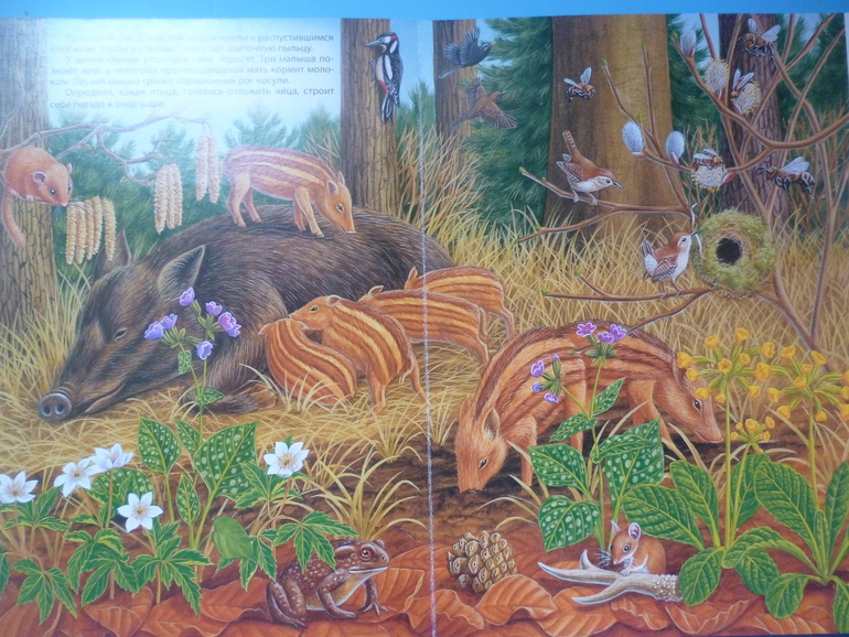 Первые книги малыша. Учим новые слова (бюджетные гляделки, много фото)