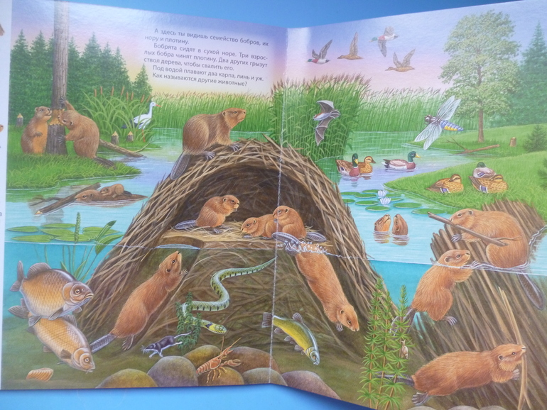 Первые книги малыша. Учим новые слова (бюджетные гляделки, много фото)