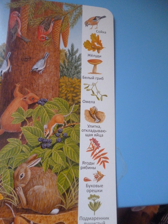 Первые книги малыша. Учим новые слова (бюджетные гляделки, много фото)