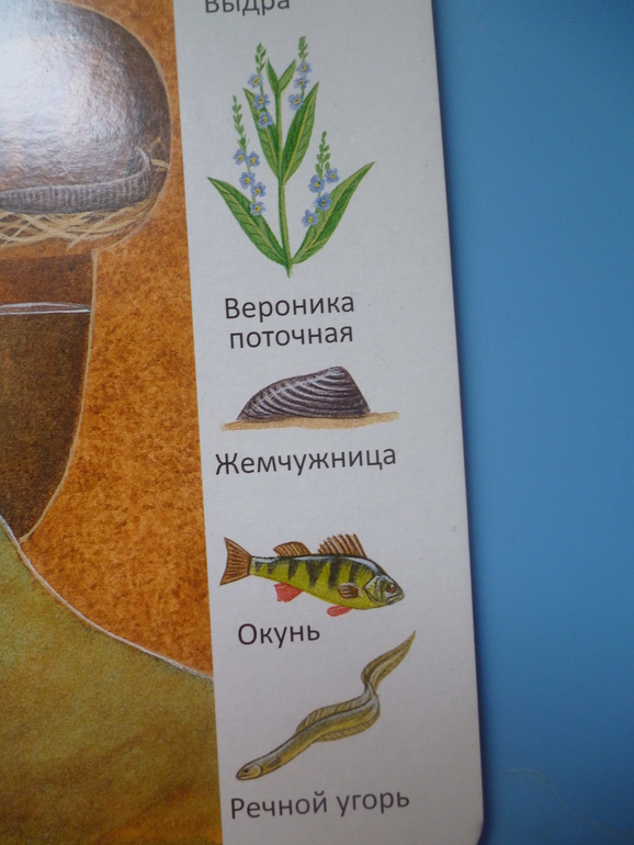 Первые книги малыша. Учим новые слова (бюджетные гляделки, много фото)