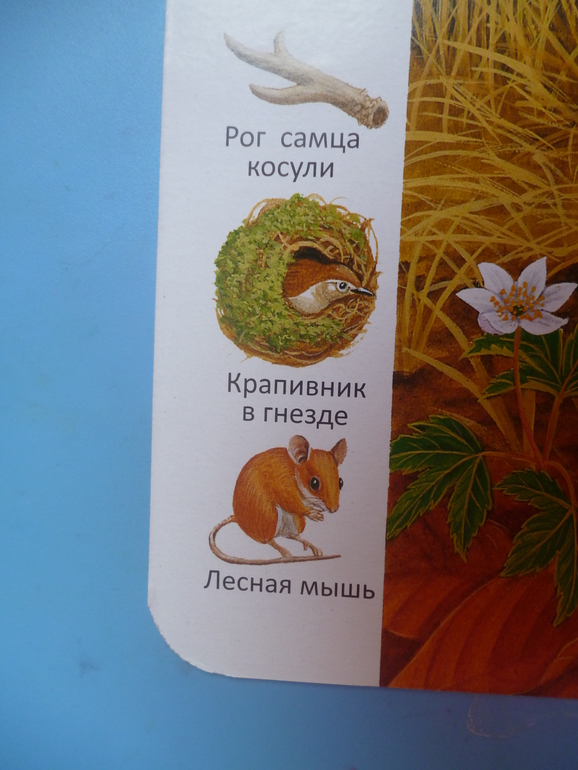 Первые книги малыша. Учим новые слова (бюджетные гляделки, много фото)