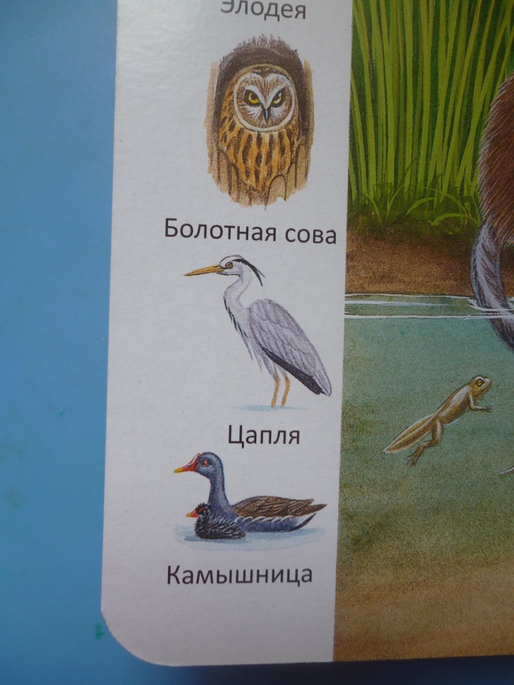 Первые книги малыша. Учим новые слова (бюджетные гляделки, много фото)