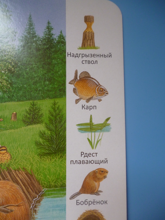 Первые книги малыша. Учим новые слова (бюджетные гляделки, много фото)