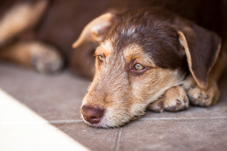 Пуховочка Бьюти Браун ждет своих родителей))