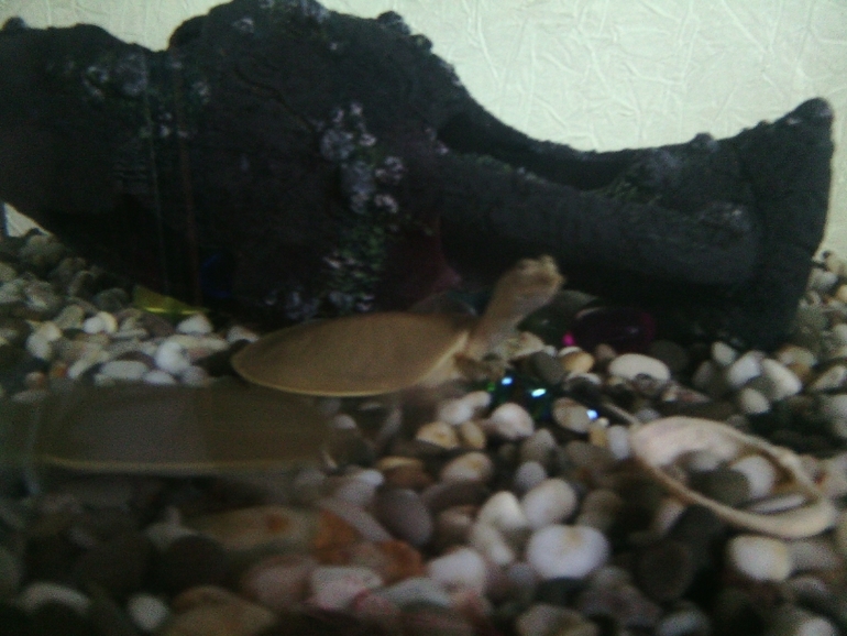 Новые жители аквариума