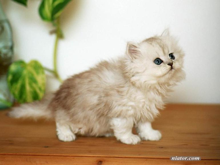 Контрольное задание №46 " Светло-красный эффект"