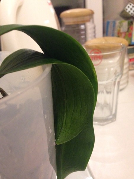 Умирает или нет?