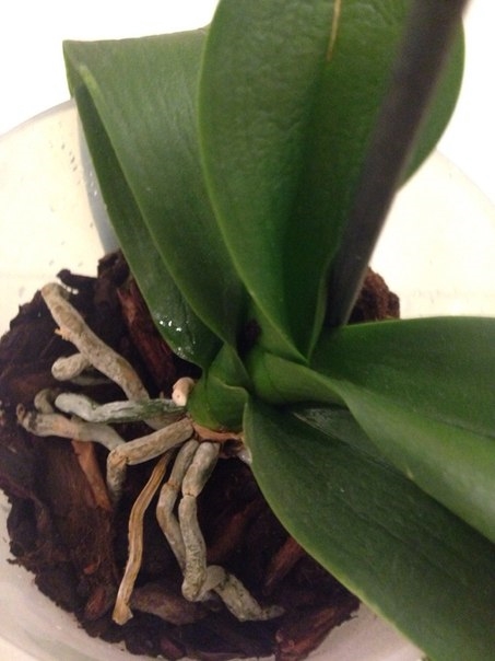 Умирает или нет?