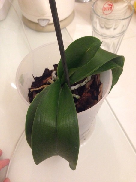 Умирает или нет?