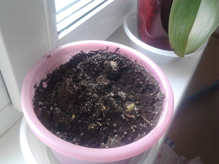 Цветоводы, хелп!