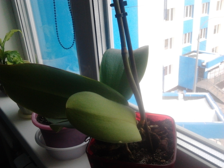 Цветоводы, хелп!