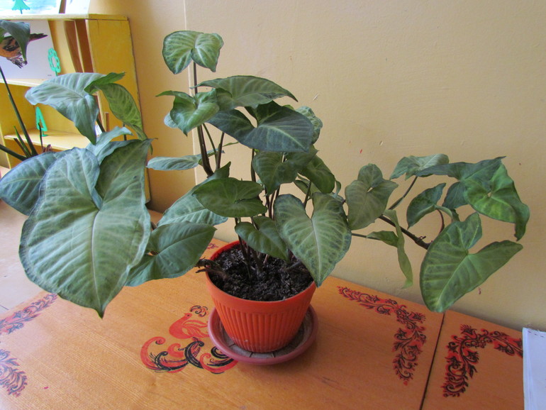 Что за цветочки у нас в д/с?