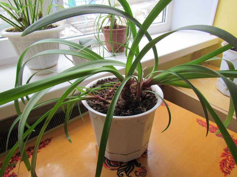 Что за цветочки у нас в д/с?