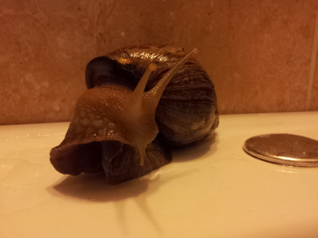 Ещё один питомец - Ахатина!!!вопрос внутри!!