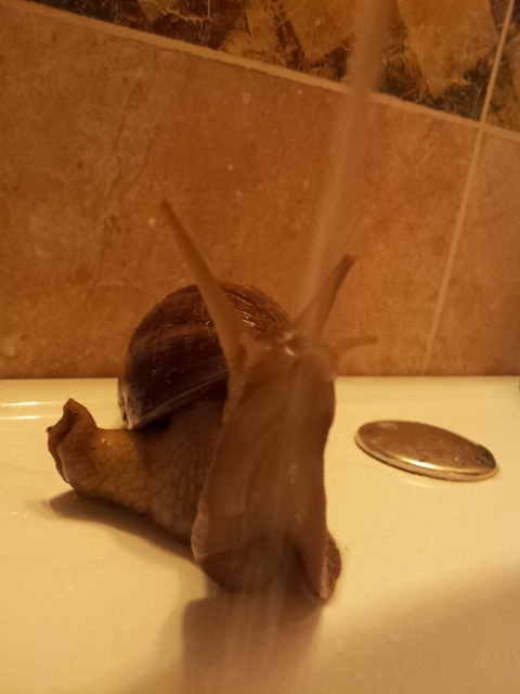 Ещё один питомец - Ахатина!!!вопрос внутри!!