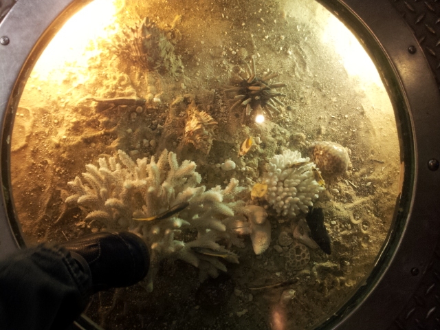 Музей Дарвина - мы там были - смотрите фото)))