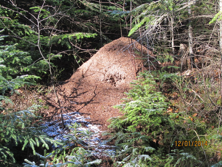Рождественские каникулы. Карпаты. Часть 2