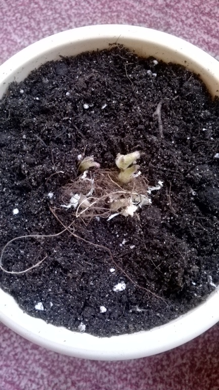 Прибавление (посадила глоксинию)