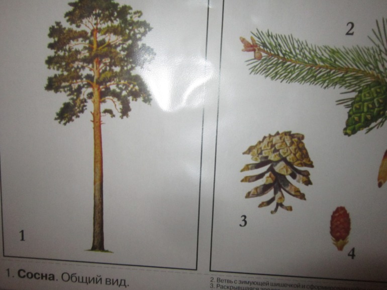 ТН Встречаем зиму. День 5. Зимние праздники