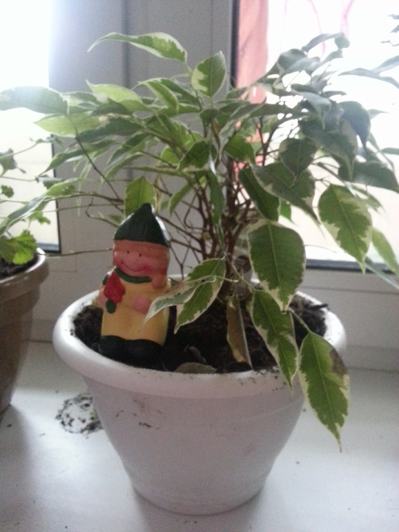 Подарок для цветочков