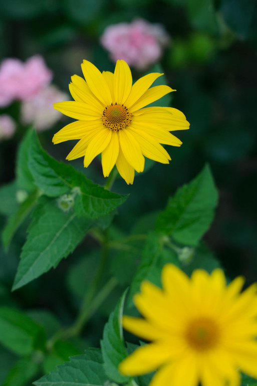 вот оно какое наше Лето:))