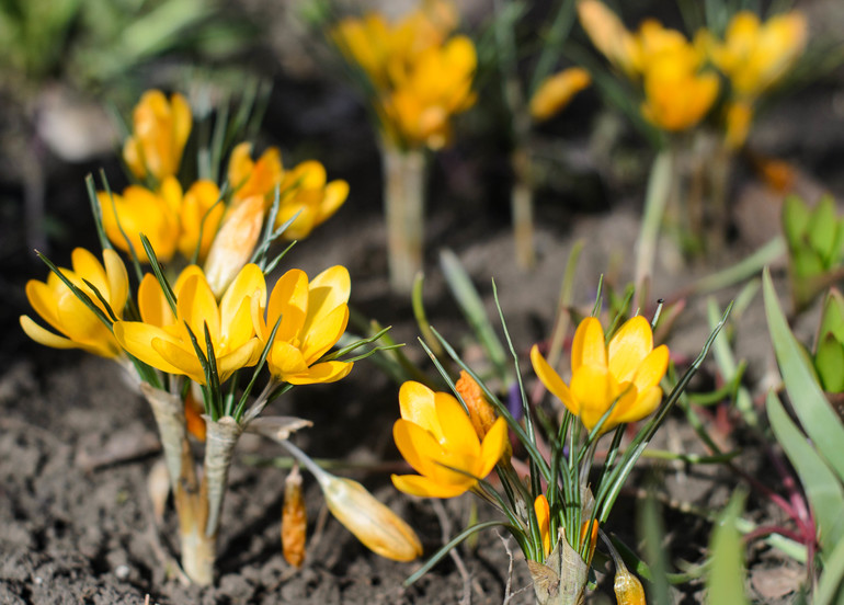 Весна, цветы:)