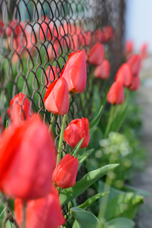 Весна, цветы:)