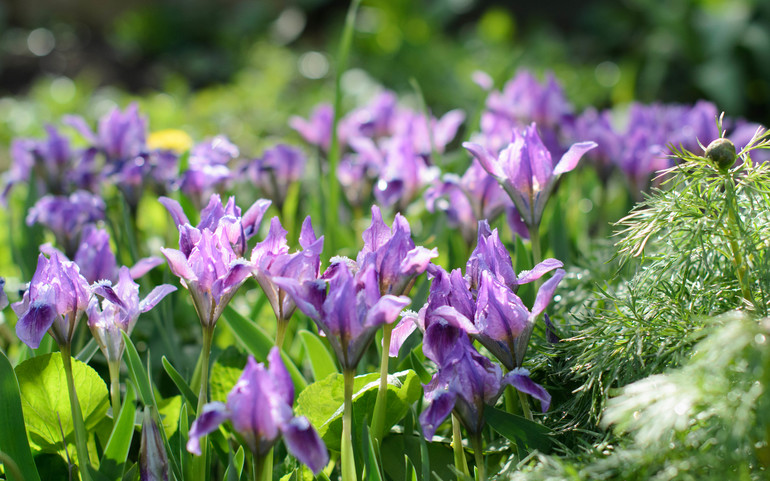 Весна, цветы:)