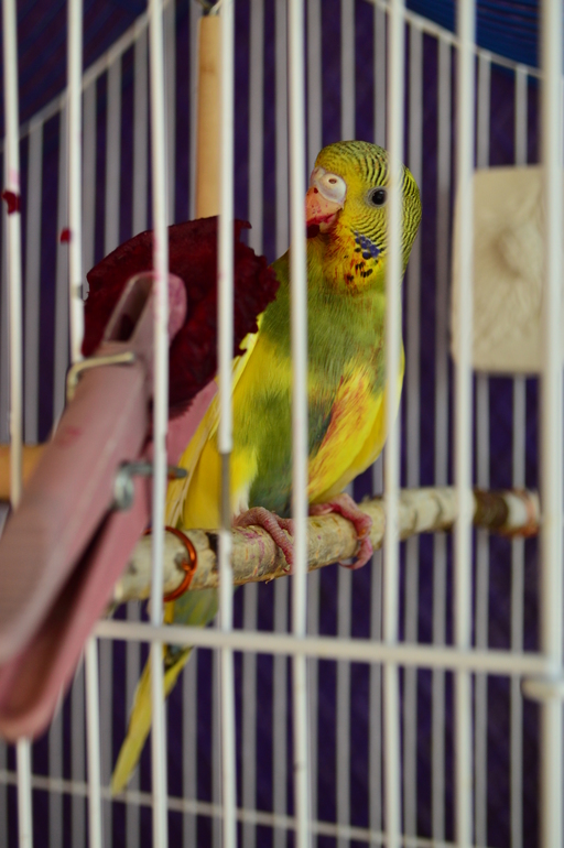 А у кого говорят девочки-волнистики?