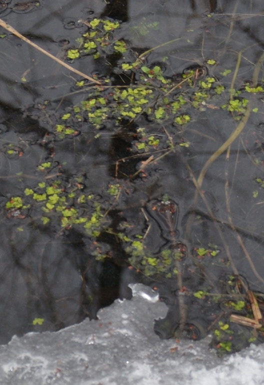 На лыжах - в мочаки)