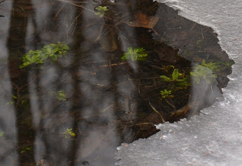 На лыжах - в мочаки)