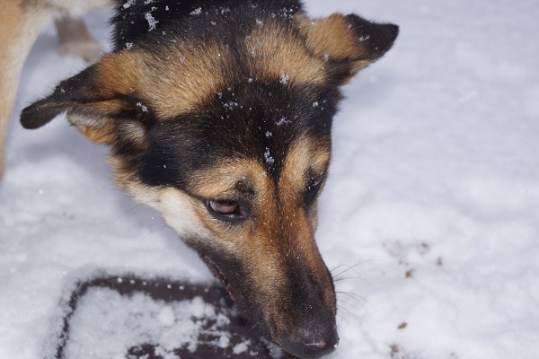 Опять брошенка...((((