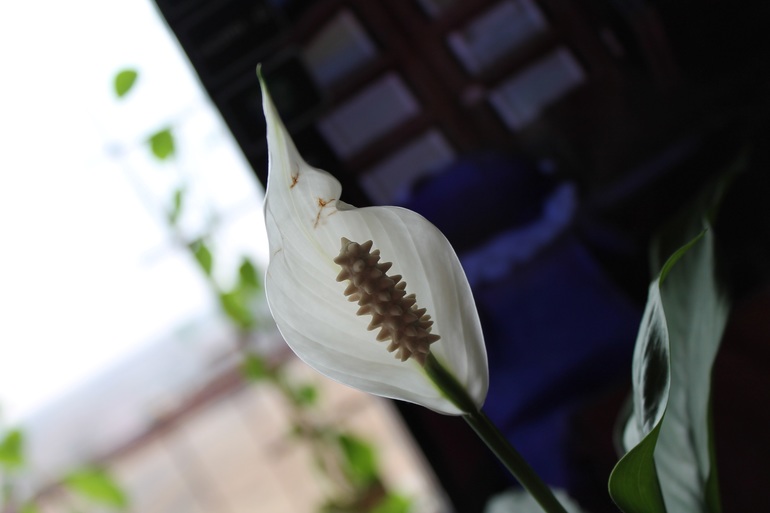 Мои растюхи