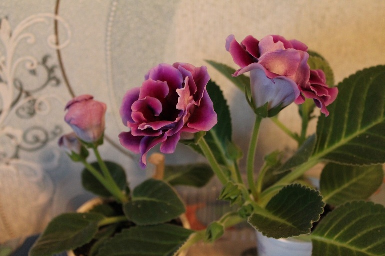 продолжают цвести...