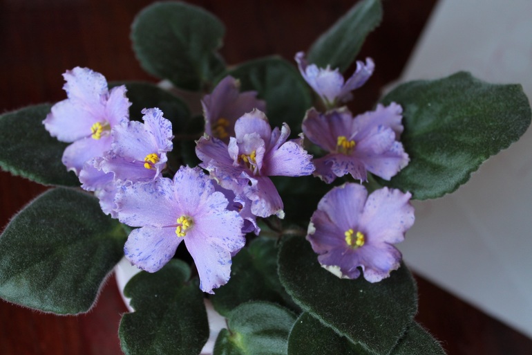 продолжают цвести...