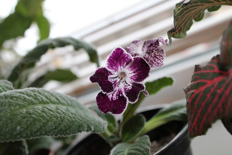 Мои растюхи